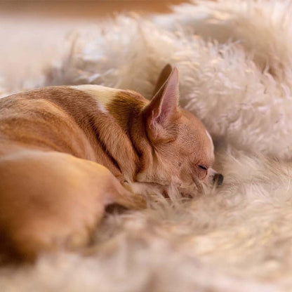 Luxe Waterdichte Huisdierendeken - CozyPaw™