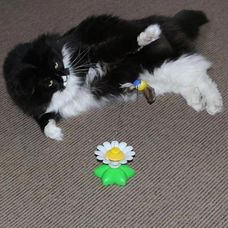 Interactief Vogelspeeltje voor Katten - Purrfect Play