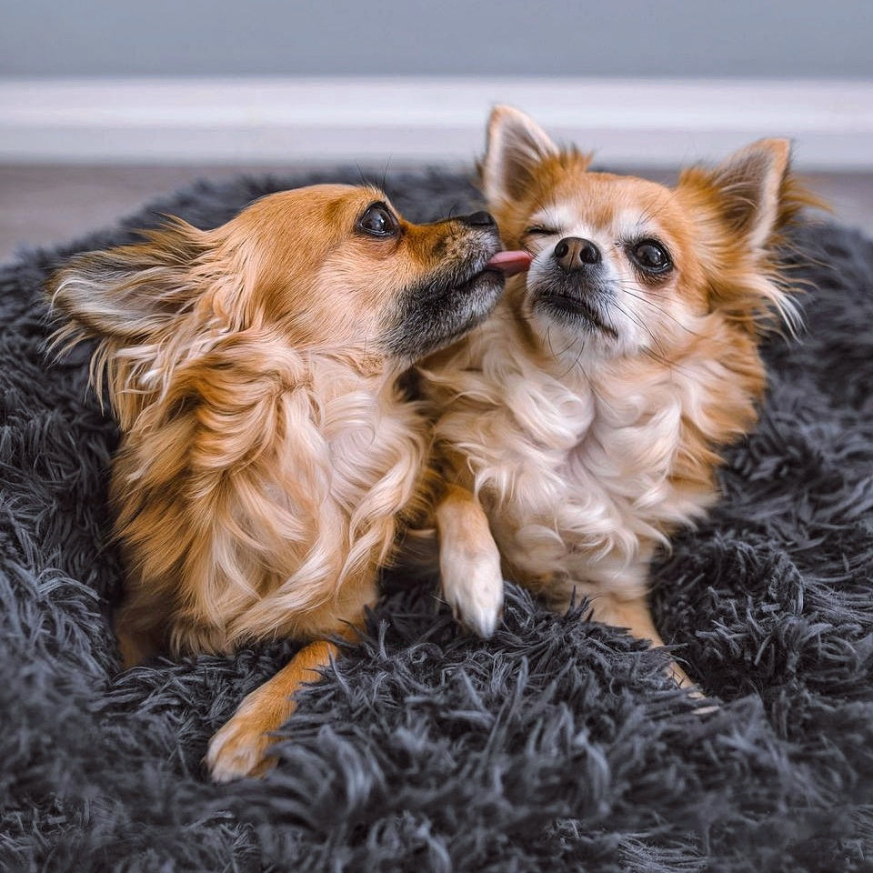 Hundebett Fluffy Plus - Das Original
