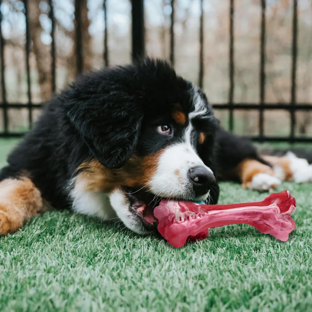 De Speelse Tandverzorger voor Honden - BuddyChew