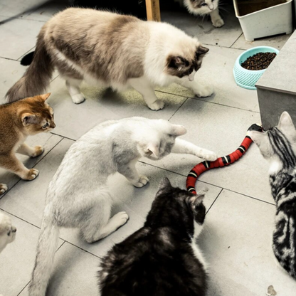 Katten Jachtspeeltje - SlitherPlay