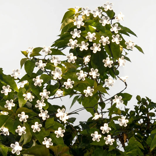 Solar Outdoor String Lights - Blossomray