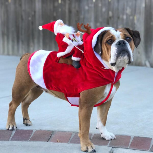 ChristmasDog™️