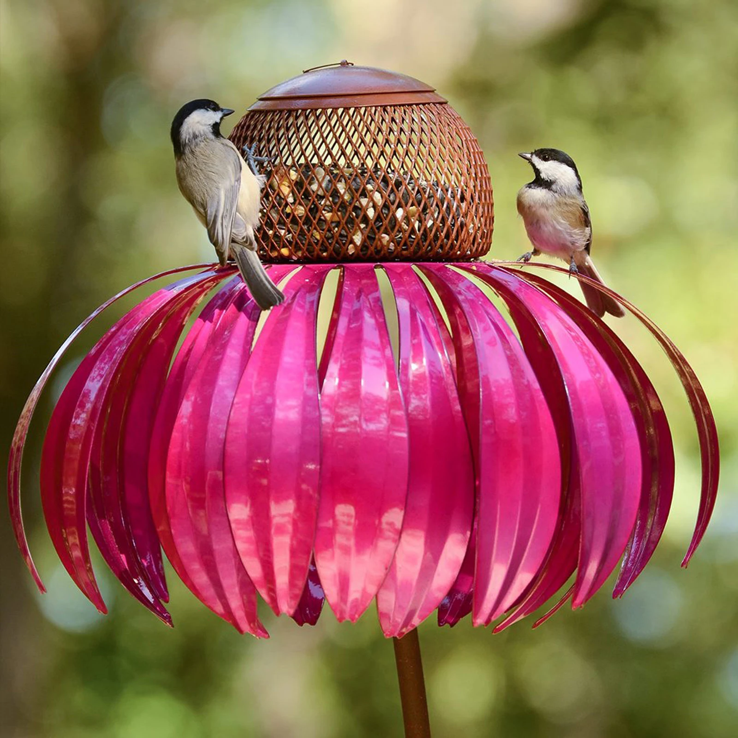 Coneflower Vogel Voederhuisje