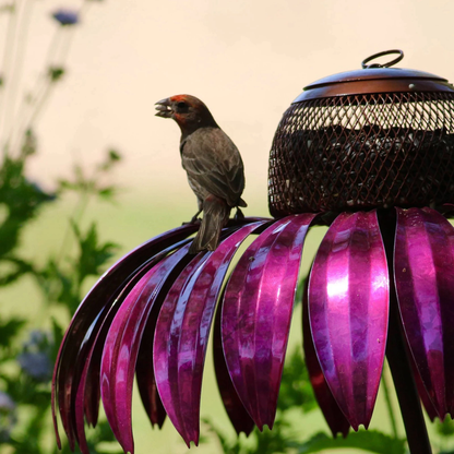 Coneflower Vogel Voederhuisje
