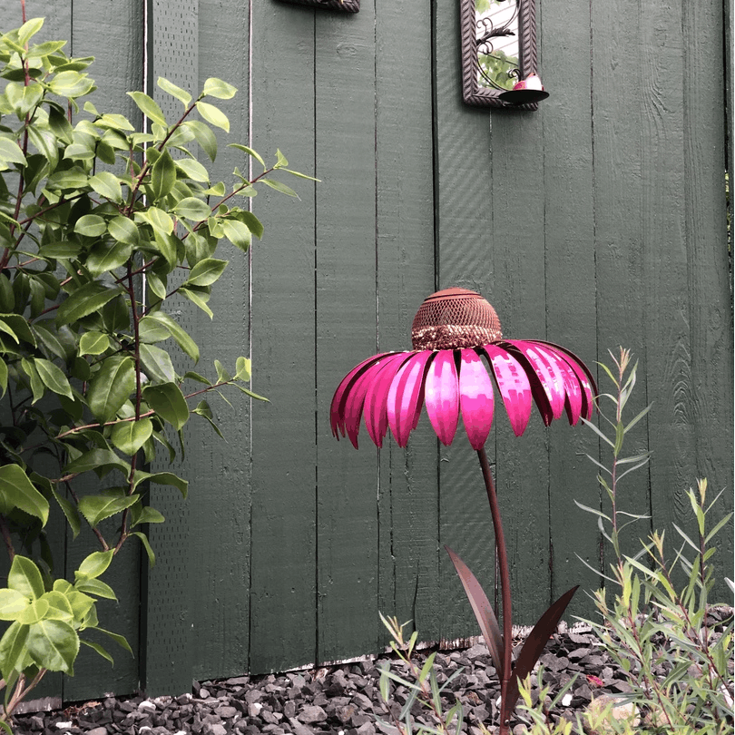 Coneflower Vogel Voederhuisje