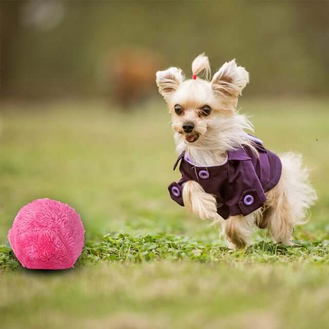 Magische Roller Ball